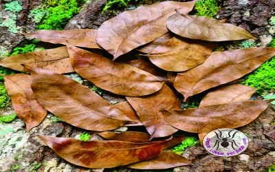 Daun Kering Hias Paludarium Ukuran Sedang / Daun Hias Premium Pilihan Ukuran Sedang